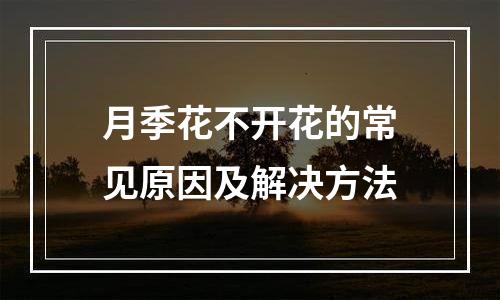 月季花不开花的常见原因及解决方法