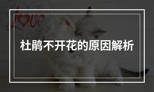 杜鹃不开花的原因解析