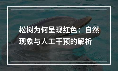 松树为何呈现红色：自然现象与人工干预的解析