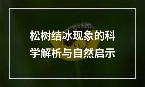 松树结冰现象的科学解析与自然启示
