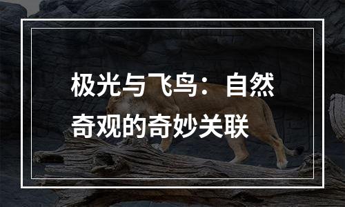极光与飞鸟：自然奇观的奇妙关联