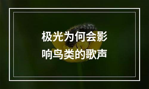 极光为何会影响鸟类的歌声