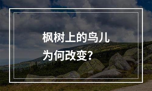 枫树上的鸟儿为何改变？