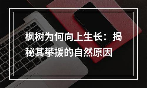 枫树为何向上生长：揭秘其攀援的自然原因