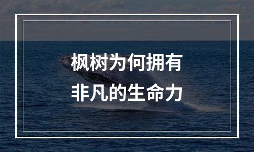 枫树为何拥有非凡的生命力