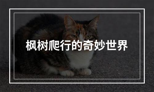 枫树爬行的奇妙世界