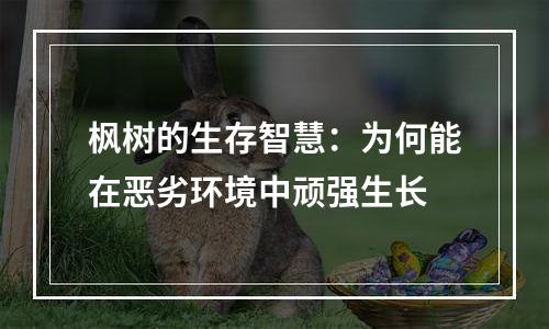 枫树的生存智慧：为何能在恶劣环境中顽强生长