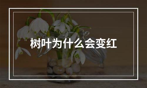 树叶为什么会变红