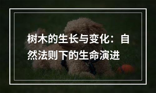 树木的生长与变化：自然法则下的生命演进