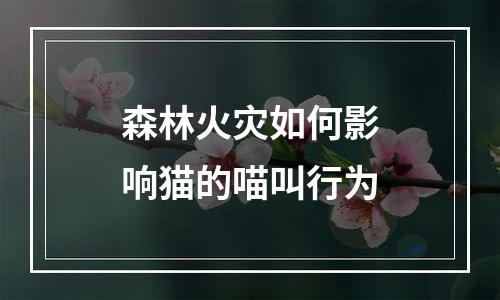 森林火灾如何影响猫的喵叫行为