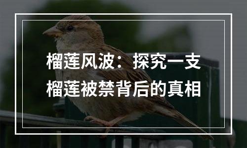 榴莲风波：探究一支榴莲被禁背后的真相