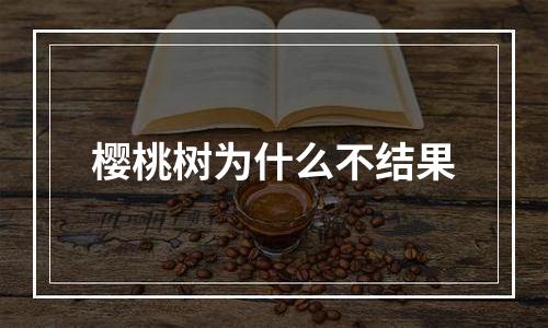 樱桃树为什么不结果