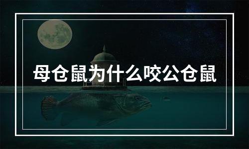 母仓鼠为什么咬公仓鼠