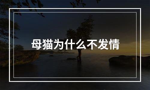 母猫为什么不发情