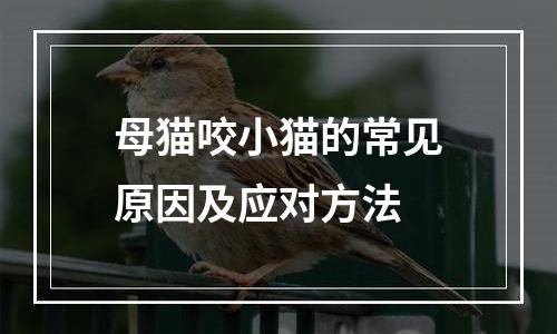 母猫咬小猫的常见原因及应对方法