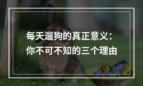 每天遛狗的真正意义：你不可不知的三个理由