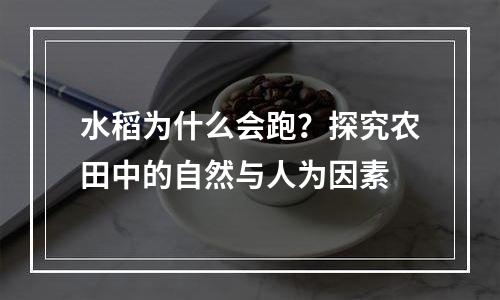 水稻为什么会跑？探究农田中的自然与人为因素