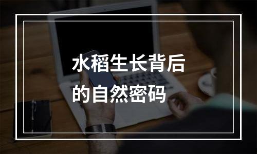 水稻生长背后的自然密码