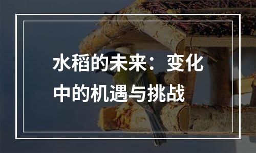 水稻的未来：变化中的机遇与挑战
