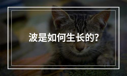 波是如何生长的？