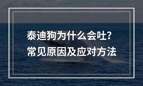 泰迪狗为什么会吐？常见原因及应对方法