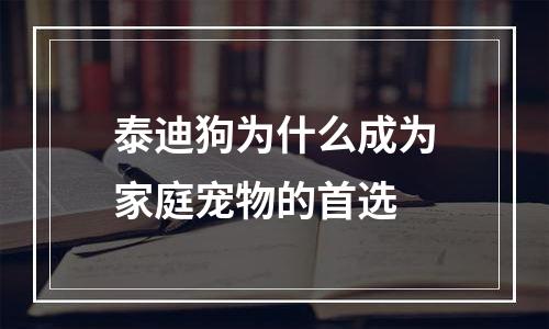 泰迪狗为什么成为家庭宠物的首选