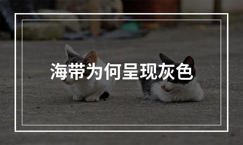 海带为何呈现灰色