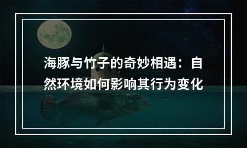 海豚与竹子的奇妙相遇：自然环境如何影响其行为变化
