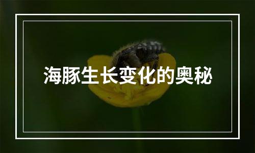 海豚生长变化的奥秘