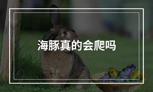 海豚真的会爬吗