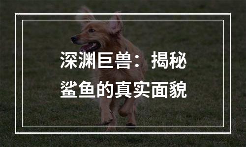 深渊巨兽：揭秘鲨鱼的真实面貌