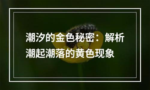 潮汐的金色秘密：解析潮起潮落的黄色现象