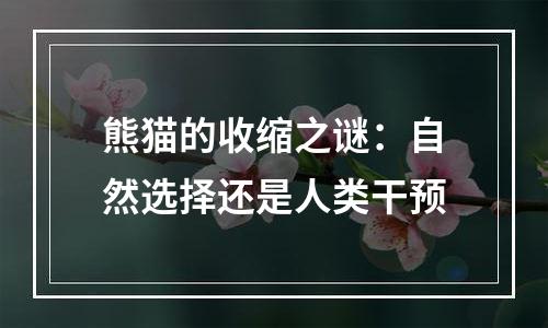 熊猫的收缩之谜：自然选择还是人类干预