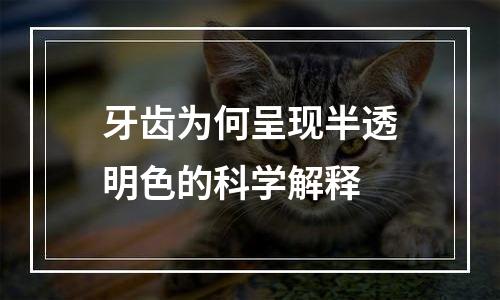 牙齿为何呈现半透明色的科学解释