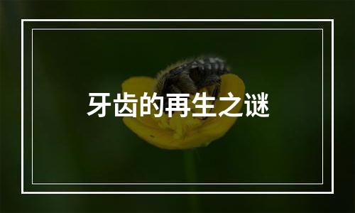 牙齿的再生之谜
