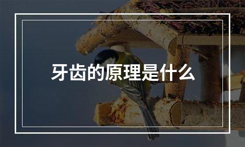 牙齿的原理是什么