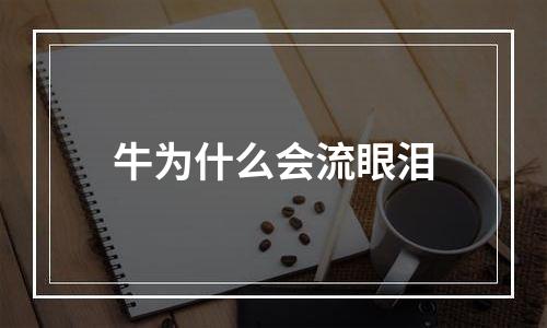 牛为什么会流眼泪