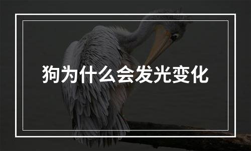 狗为什么会发光变化