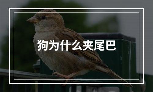 狗为什么夹尾巴