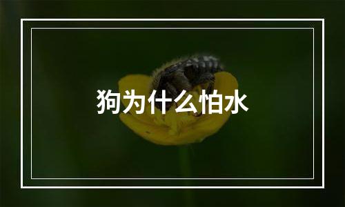 狗为什么怕水