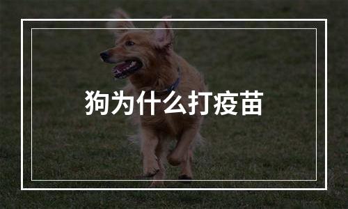 狗为什么打疫苗