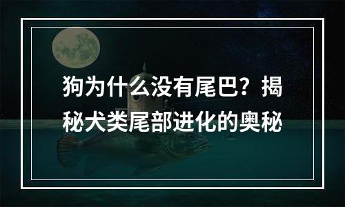 狗为什么没有尾巴？揭秘犬类尾部进化的奥秘