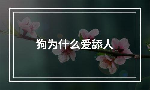 狗为什么爱舔人