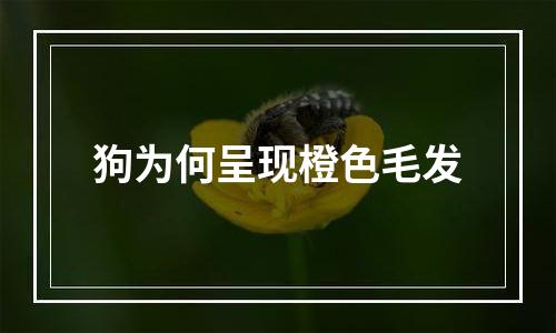 狗为何呈现橙色毛发