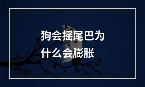 狗会摇尾巴为什么会膨胀