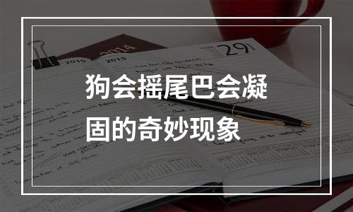 狗会摇尾巴会凝固的奇妙现象
