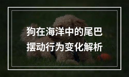 狗在海洋中的尾巴摆动行为变化解析