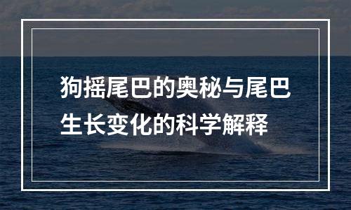狗摇尾巴的奥秘与尾巴生长变化的科学解释