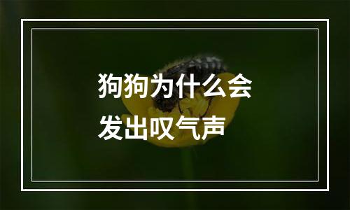 狗狗为什么会发出叹气声