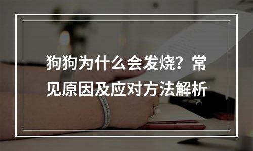 狗狗为什么会发烧？常见原因及应对方法解析